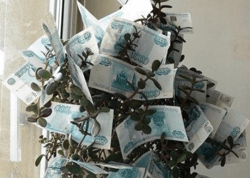 Денежное дерево и магия ухода за ним