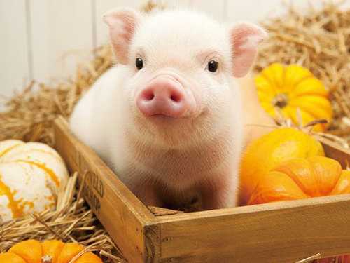 2019 год Свиньи: гороскоп для всех Знаков