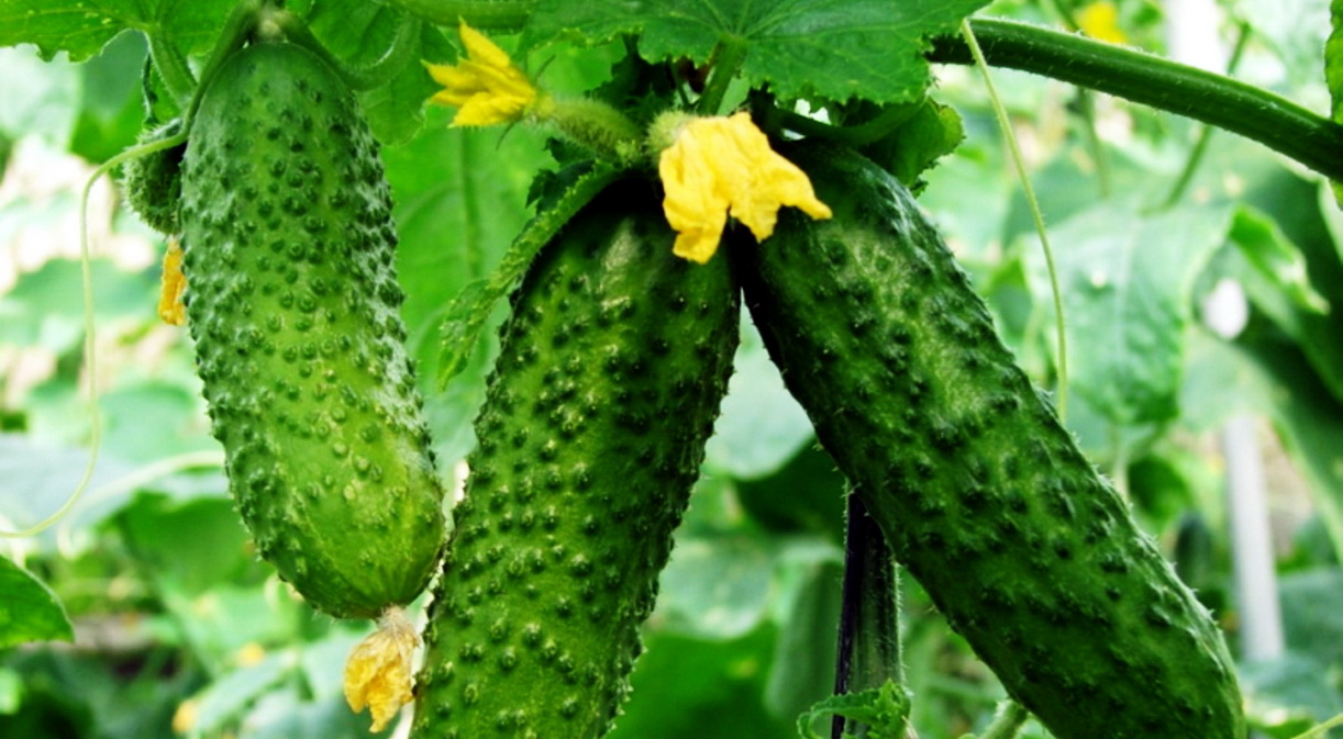 Как сохранить огурцы (и не только!) свежими даже на зиму — волшебный способ!