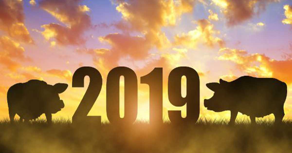 девиз для каждого знака зодиака на год Жёлтой Свиньи 2019