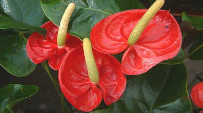 Цветок «Мужское счастье»: приметы и суеверия про антуриум