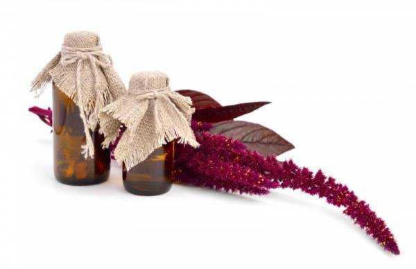 Амарант растение - лечебные свойства, польза и вред