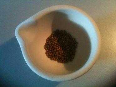 Кориандр – полезные свойства и противопоказания