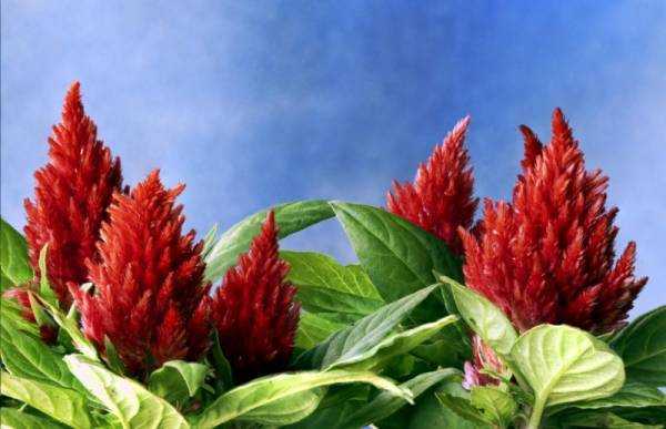 Амарант растение - лечебные свойства, польза и вред