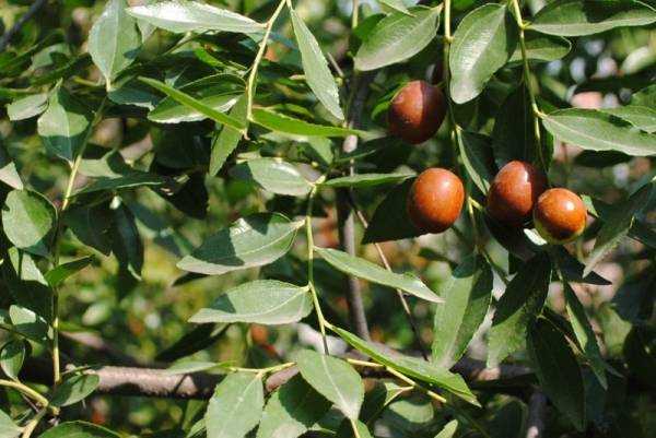 Унаби: полезные и целебные свойства и противопоказания