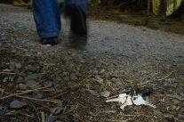 Сонник: ключ - к чему снится