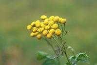 Пижма: полезные и лечебные свойства и противопоказания