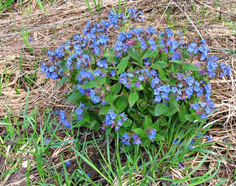 Медуница лекарственная: лечебные свойства, применение в народной медицине