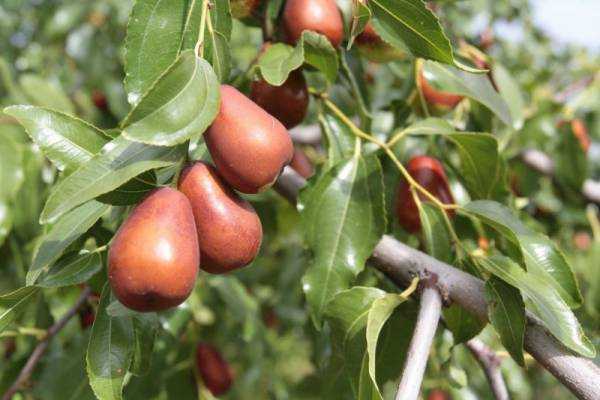 Унаби: полезные и целебные свойства и противопоказания