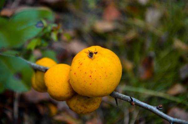 Японская айва: полезные свойства и противопоказания