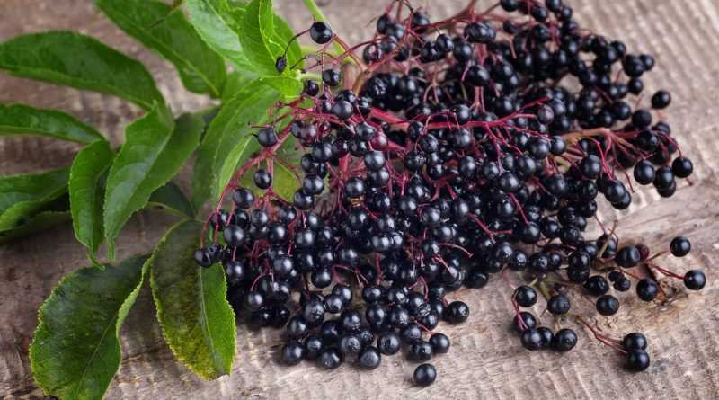 Бузина черная: лечебные и полезные свойства, противопоказания
