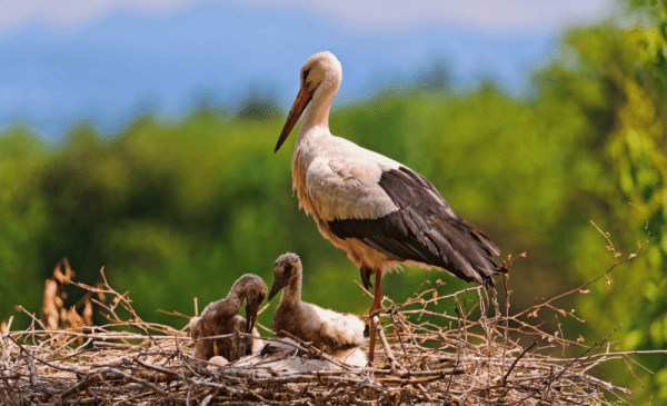 К чему снится аист: сонник про аиста