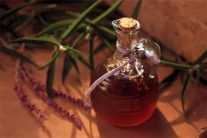 Настойка из пчелиного подмора: лечебные свойства, способы приготовления, применение