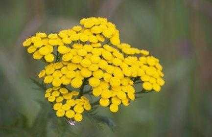 Пижма: полезные и лечебные свойства и противопоказания