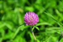 Клевер луговой: описание, лечебные свойства и применение растения