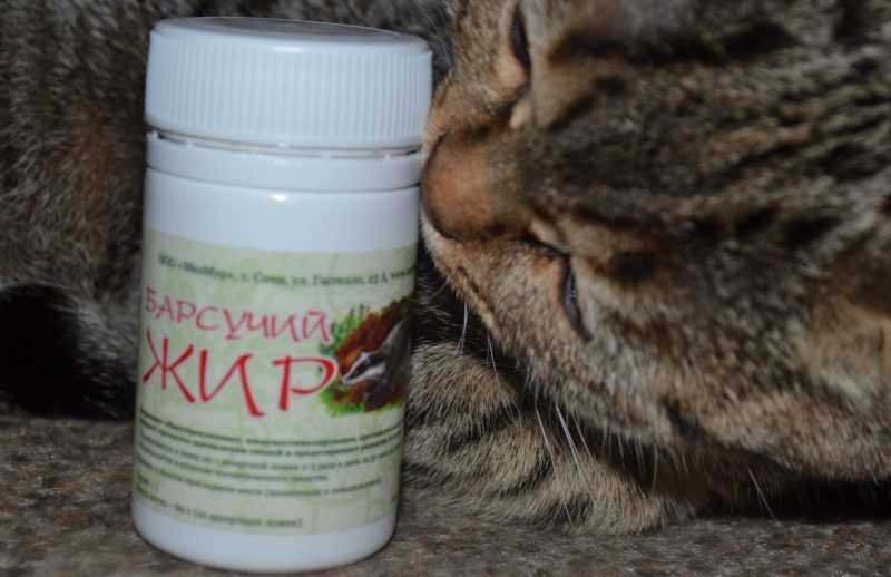 Барсучий жир: применение, от чего он помогает, лечебные свойства, формы выпуска