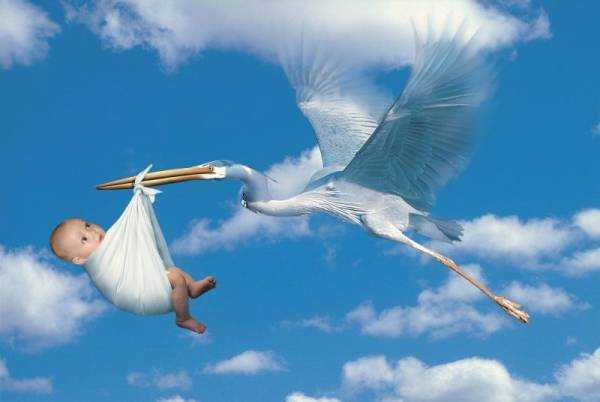 К чему снится аист: сонник про аиста