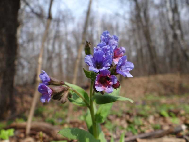 Медуница лекарственная: лечебные свойства, применение в народной медицине