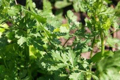Кориандр – полезные свойства и противопоказания