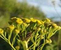 Пижма: полезные и лечебные свойства и противопоказания