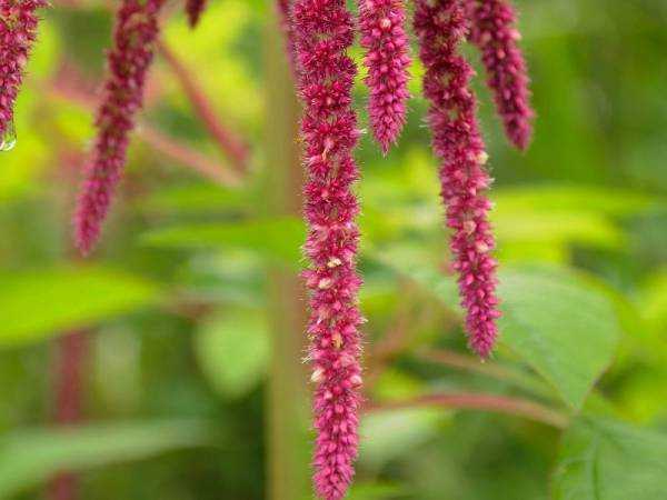 Амарант растение - лечебные свойства, польза и вред