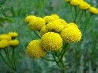 Пижма: полезные и лечебные свойства и противопоказания