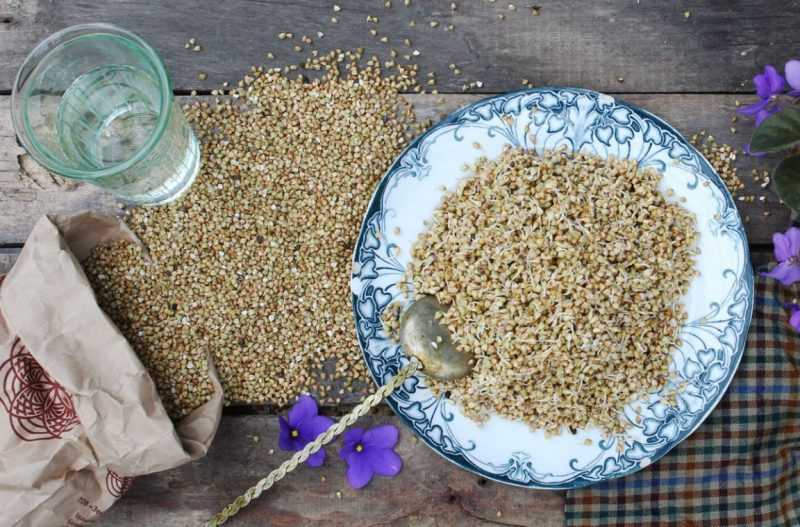 Зеленая гречка: польза и вред, чем отличается от обычной, как прорастить зеленую гречку и как правильно её приготовить