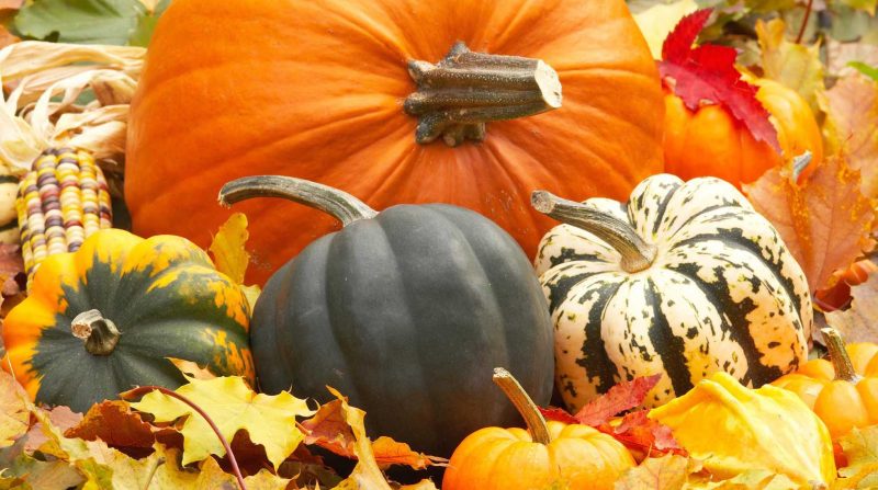 Польза тыквы для организма женщины