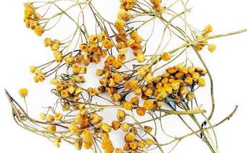 Пижма: полезные и лечебные свойства и противопоказания