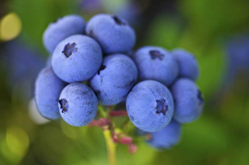 Голубика: полезные свойства для здоровья человека, противопоказания