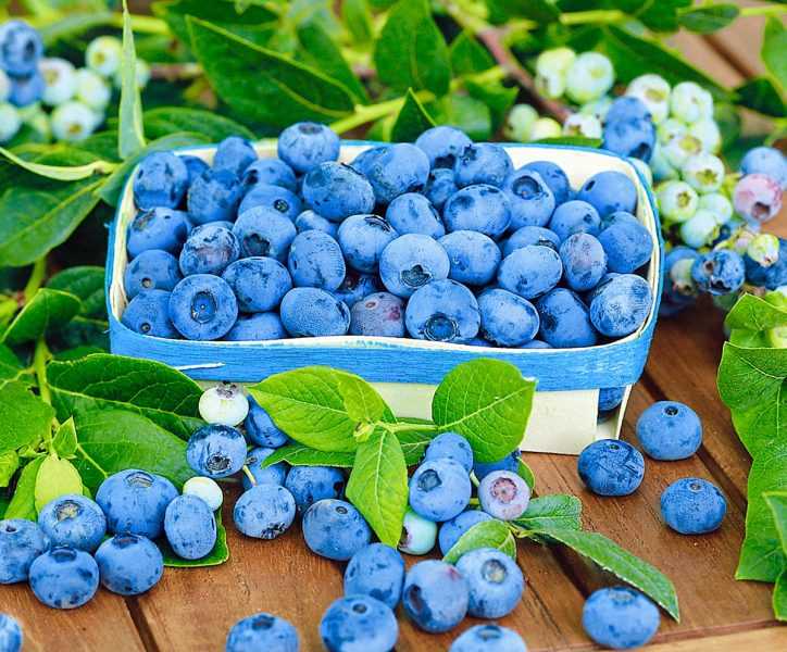 Голубика: полезные свойства для здоровья человека, противопоказания