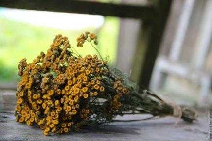 Пижма: полезные и лечебные свойства и противопоказания