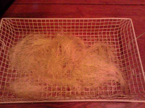 Кукурузные рыльца: лечебные полезные свойства и противопоказания