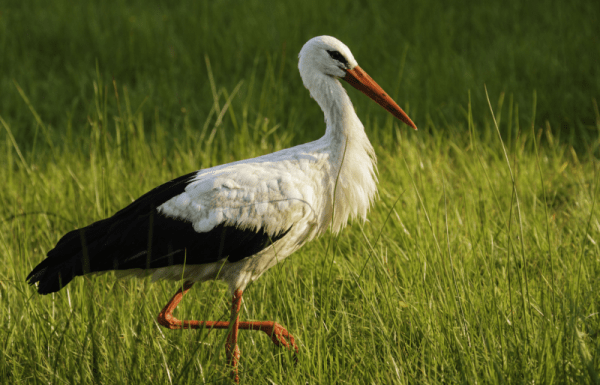 К чему снится аист: сонник про аиста