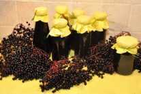 Бузина черная: лечебные и полезные свойства, противопоказания