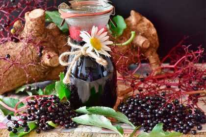 Бузина черная: лечебные и полезные свойства, противопоказания