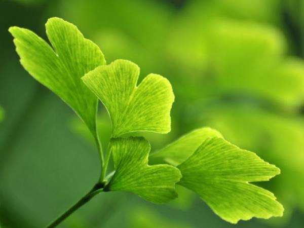 Гинкго билоба (Ginkgo biloba): где растет, описание, интересные факты, полезные свойства растения