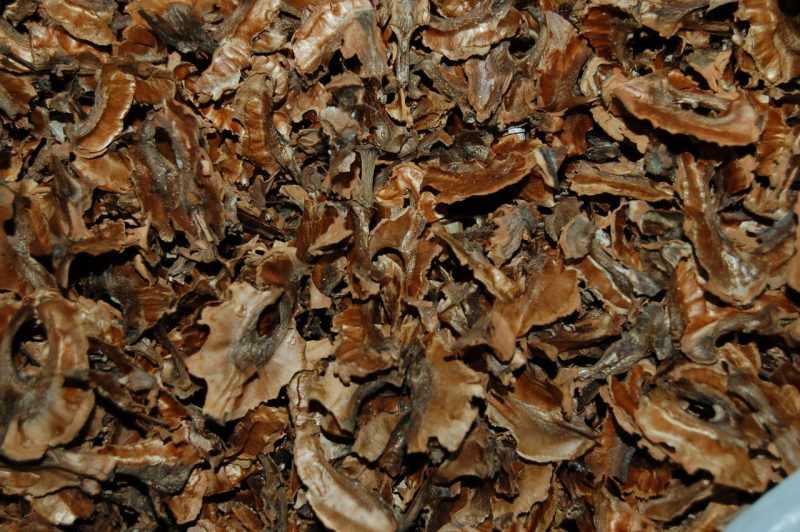 Перегородки грецких орехов – лечебные свойства и противопоказания, рецепты настоек и отваров