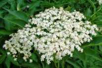 Бузина черная: лечебные и полезные свойства, противопоказания