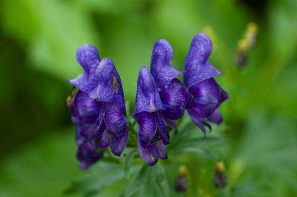 Аконит (Aconitum) – гомеопатия: показания к применению