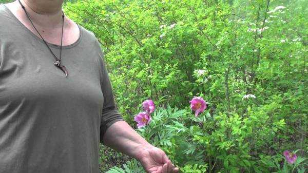 Настойка пиона: инструкция по применению, от чего помогает