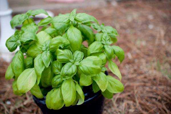 Базилик: полезные и лечебные свойства, применение, противопоказания