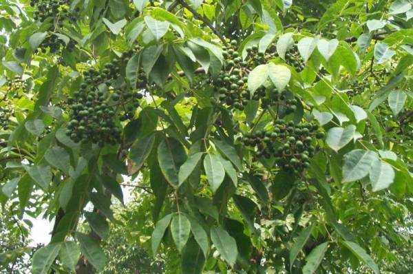 Бархат амурский: описание растения, лечебные свойства, применение