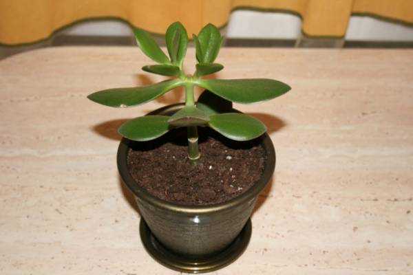 Толстянка: лечебные свойства, польза и противопоказания