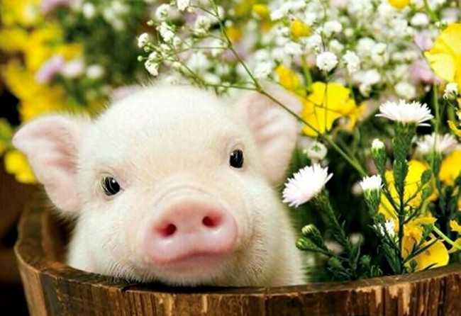 Восточные предсказания для каждого из нас на год Свиньи 2019