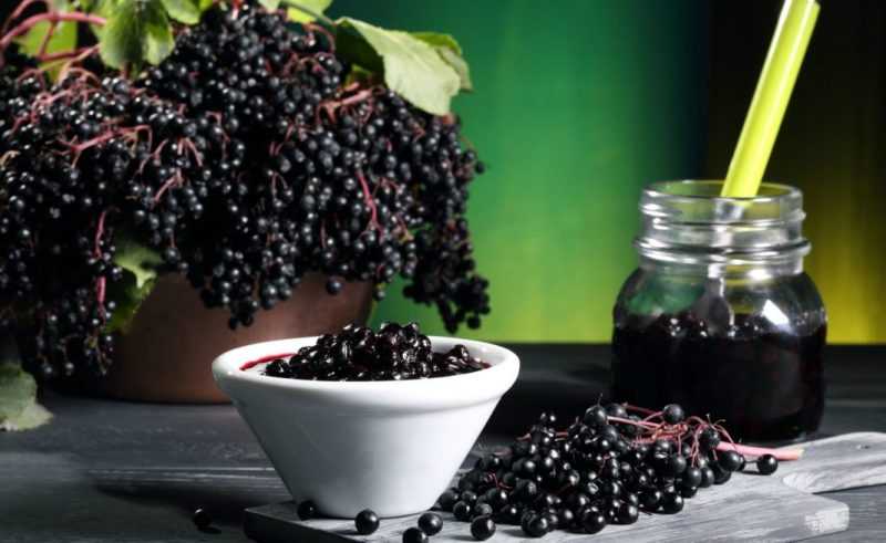 Бузина черная: лечебные и полезные свойства, противопоказания