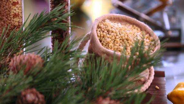 Кедровые орешки: полезные свойства и противопоказания, применение