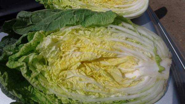 Пекинская капуста: польза и вред для здоровья человека