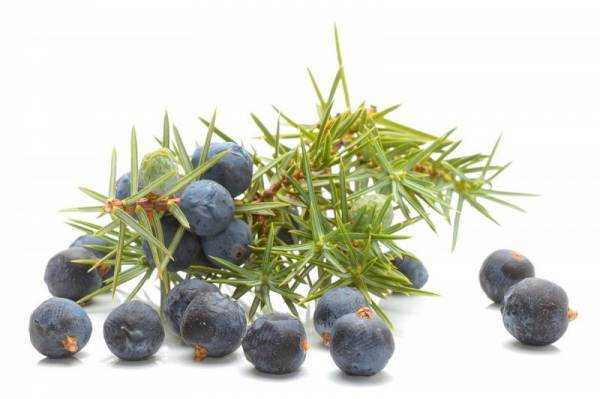 Ягоды можжевельника: лечебные и полезные свойства, противопоказания