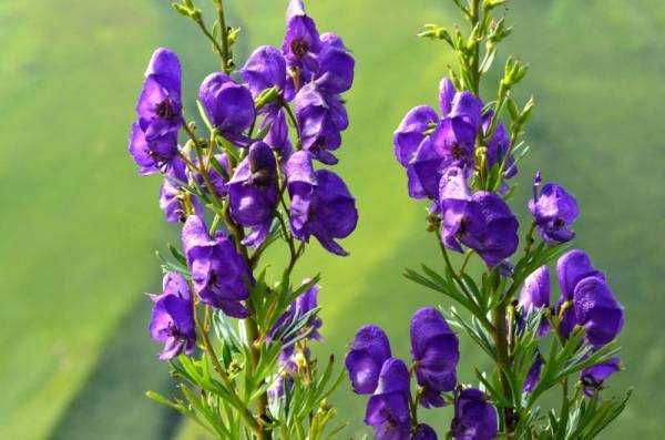 Аконит (Aconitum) – гомеопатия: показания к применению